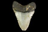 Fossil Megalodon Tooth - North Carolina #147021-2
